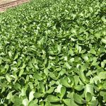 پخش برگ تازه کاسنی و خرفه