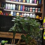 قهوه امیر مختار