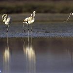 تالاب آلماگل (دریاچه سیب)