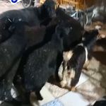 گوسفند زنده