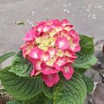 گلسرای مهدی