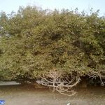 درخت انجیر معابد