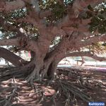 درخت انجیر معابد