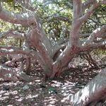 درخت انجیر معابد