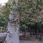 سرویس بهداشتی بوستان صدر (فرمانفرما)