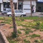 پیرایش پسرایرونی