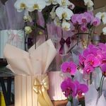 گلفروشی الین