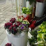 گلفروشی الین