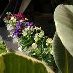 گلفروشی الین