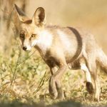 دریاچه بره سر