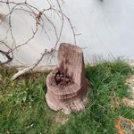 کافه مرکوری