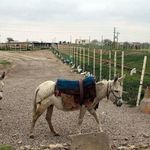 شهر تاریخی جرجان