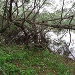 تالاب آجی گل