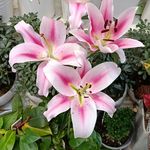 گل فروشی سلیمانی
