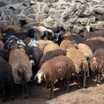 مجموعه عرضه دام و مرغ خروس دشتی