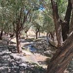 زر چشمه