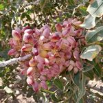 فروشگاه محصولات کشاورزی کروا