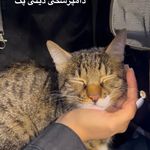 کلینیک دامپزشکی دیلی پت