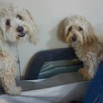 پانسیون پت شاپ باغ پت دهکده