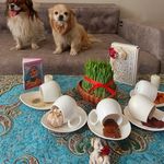 پانسیون پت شاپ باغ پت دهکده
