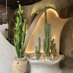 فروش گياه گلخانه زيتون