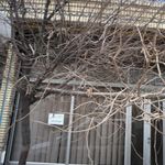 آرایش شایان