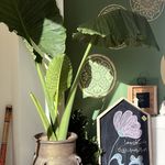 باشگاه یوگا ، خانه یوگا یاوانا