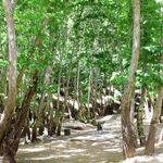 تنگ گنجه ای