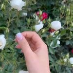 خدمات تخصصی ناخن هانیه