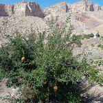 دهکده تفریحی توریستی فرهنگی ورزشی رزنه