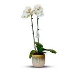 گل فروشی دل ( ارسال گل به سراسر تهران )