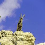 منطقه حفاظت گردیده دنا