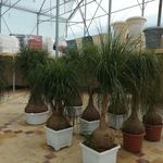 کلینیک و فروشگاه گل و گیاه کاملیا