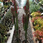 کلینیک و فروشگاه گل و گیاه کاملیا