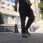 آموزش سگ شکیب