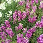 رضا نودهانی