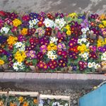 رضا نودهانی