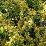 رضا نودهانی