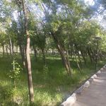 پارک جنگلی