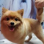 پت شاپ چیکو پرند