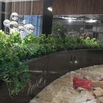سرای گل مارانتا
