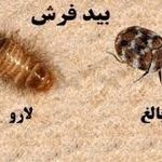 بهزاد مختاری افوس