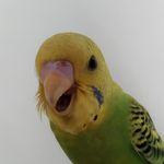 جمعه بازار