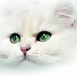 کلینیک دامپزشکی پردیس
