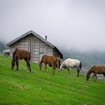 ییلاق اولسبلنگاه