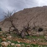 بابا یادگار