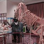 موزه حیات وحش و آثار طبیعی هفت چنار