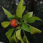 بوستان شمشاد