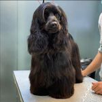 آرایشگاه حیوانات خانگی ادریس پت گرومینگ