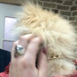 کلینیک دامپزشکی و پت شاپ آراز